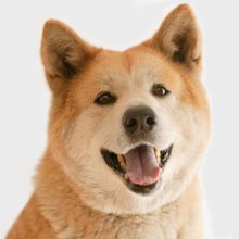 images/akita.jpgd9e1c.jpg