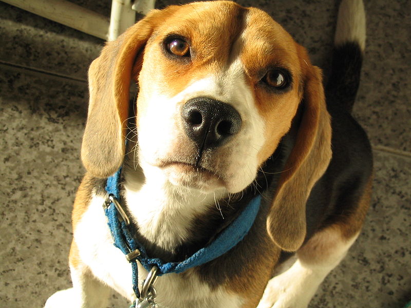 images/beagle.JPGc81ca.JPG